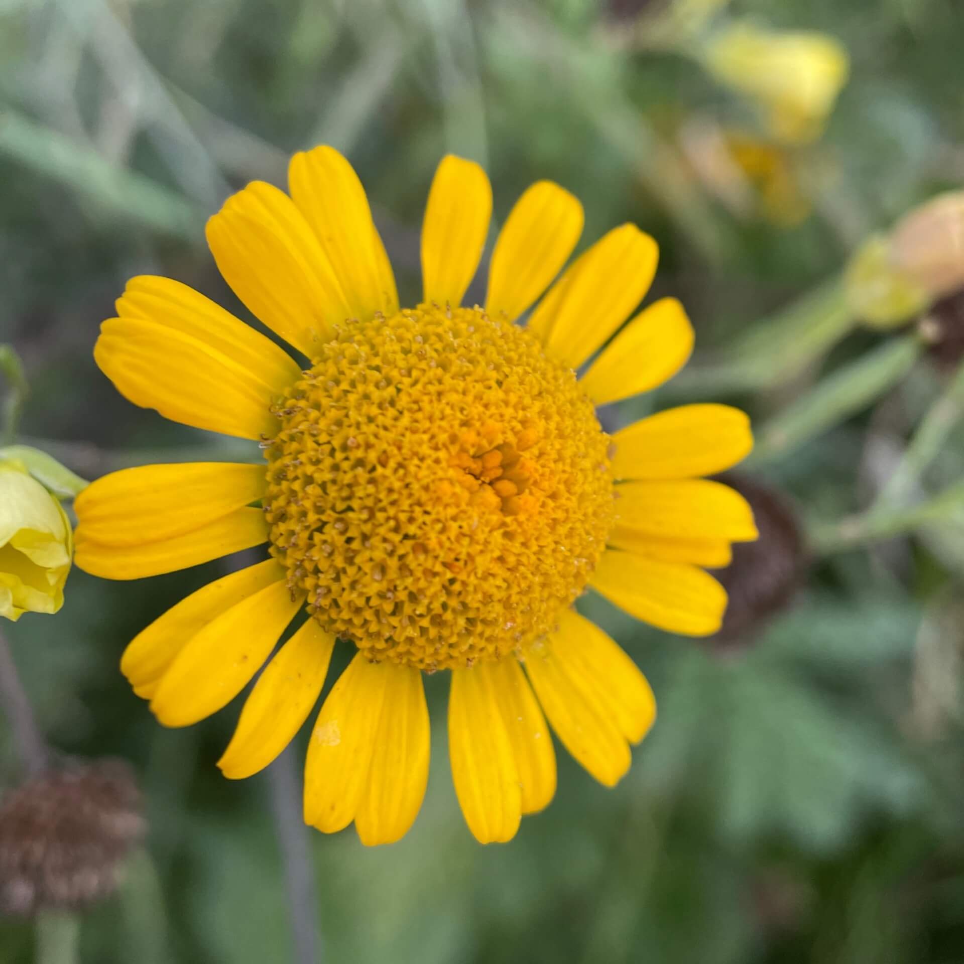 Färberkamille (Anthemis tinctoria)