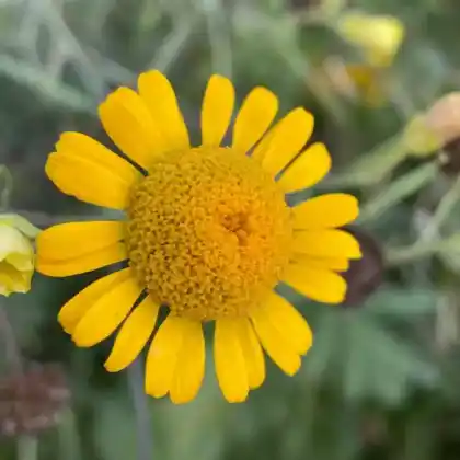 Foto von Färberkamille (Anthemis tinctoria)