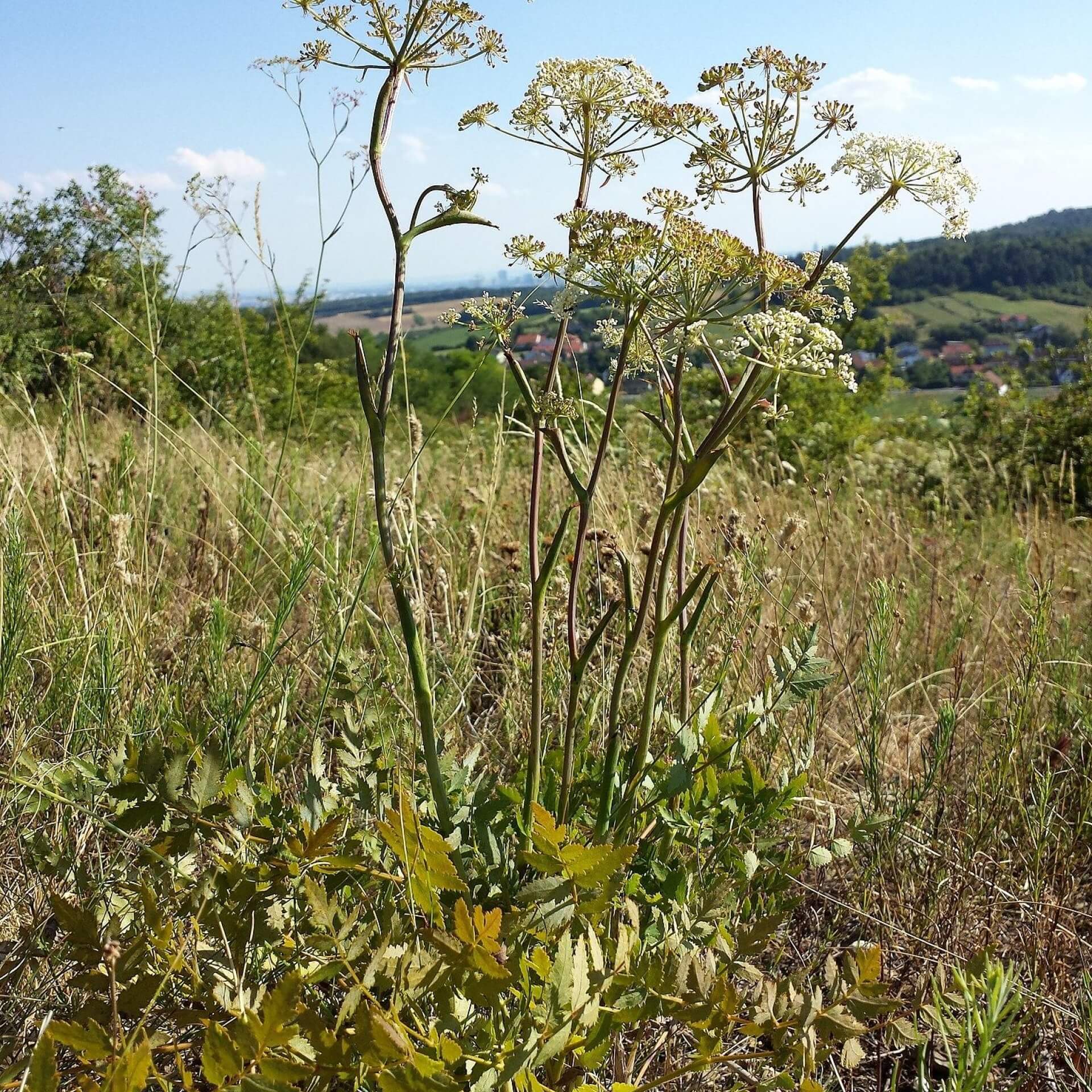 Hirschwurz-Haarstrang (Peucedanum cervaria)