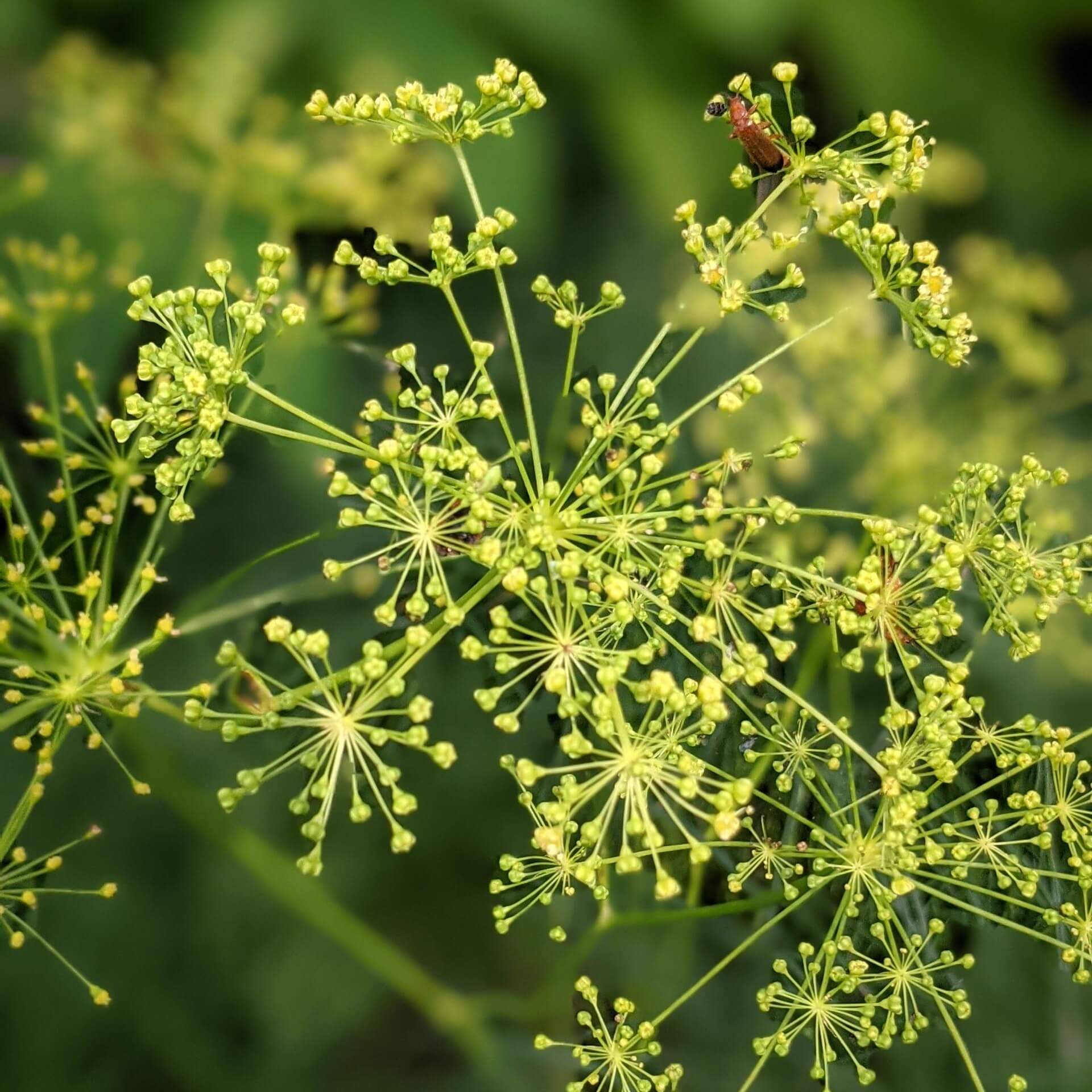 Echter Haarstrang (Peucedanum officinale)