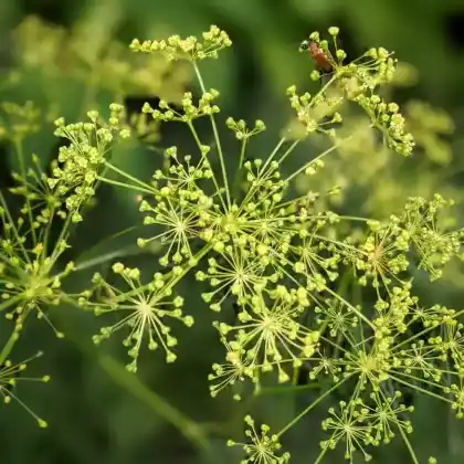 Foto von Echter Haarstrang (Peucedanum officinale)