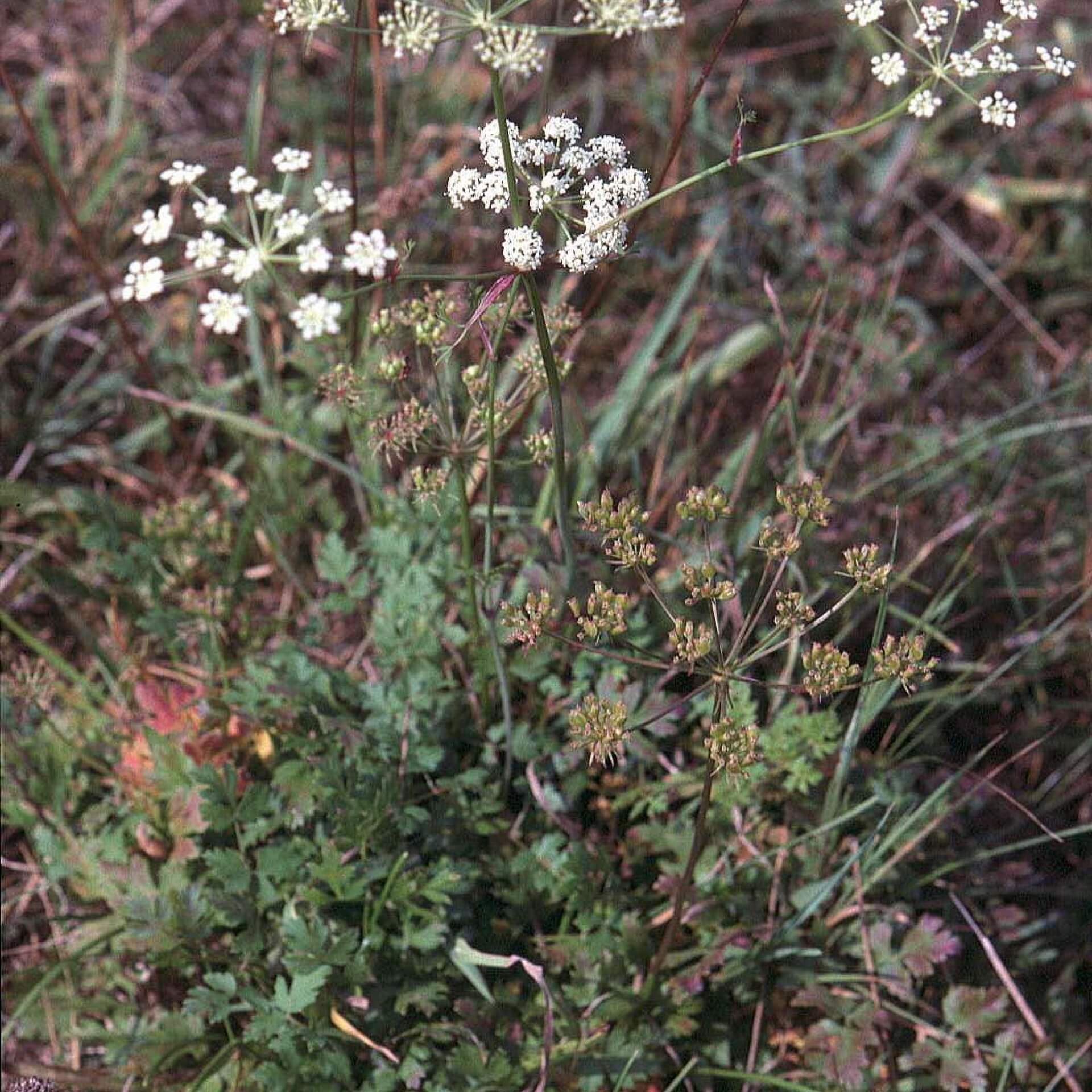 Berg-Haarstrang (Peucedanum oreoselinum)