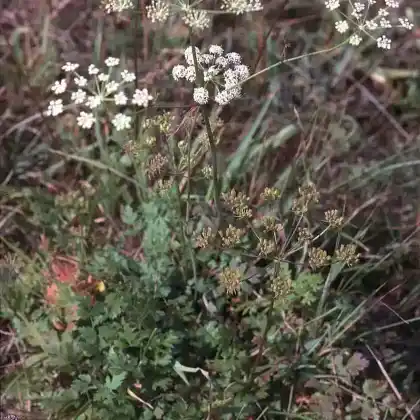 Foto von Berg-Haarstrang (Peucedanum oreoselinum)