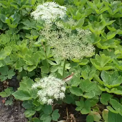Foto von Meisterwurz (Peucedanum ostruthium)