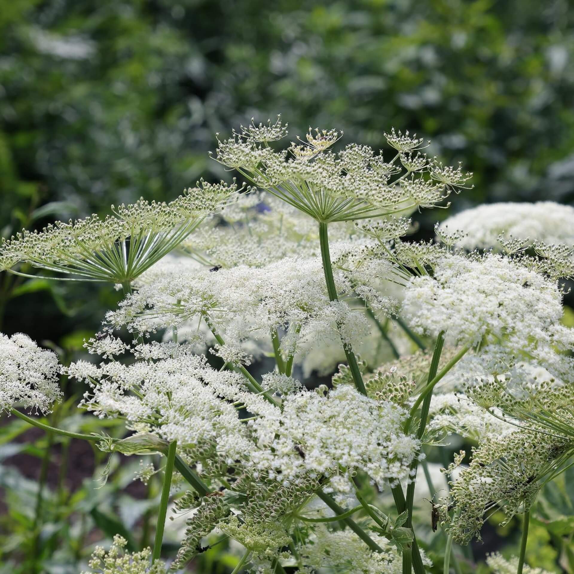 Meisterwurz 'Daphnis' (Peucedanum ostruthium 'Daphnis')