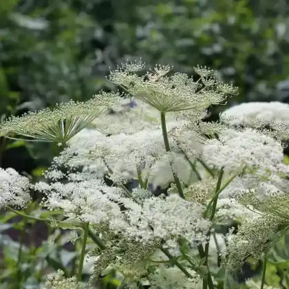 Foto von Meisterwurz 'Daphnis' (Peucedanum ostruthium 'Daphnis')