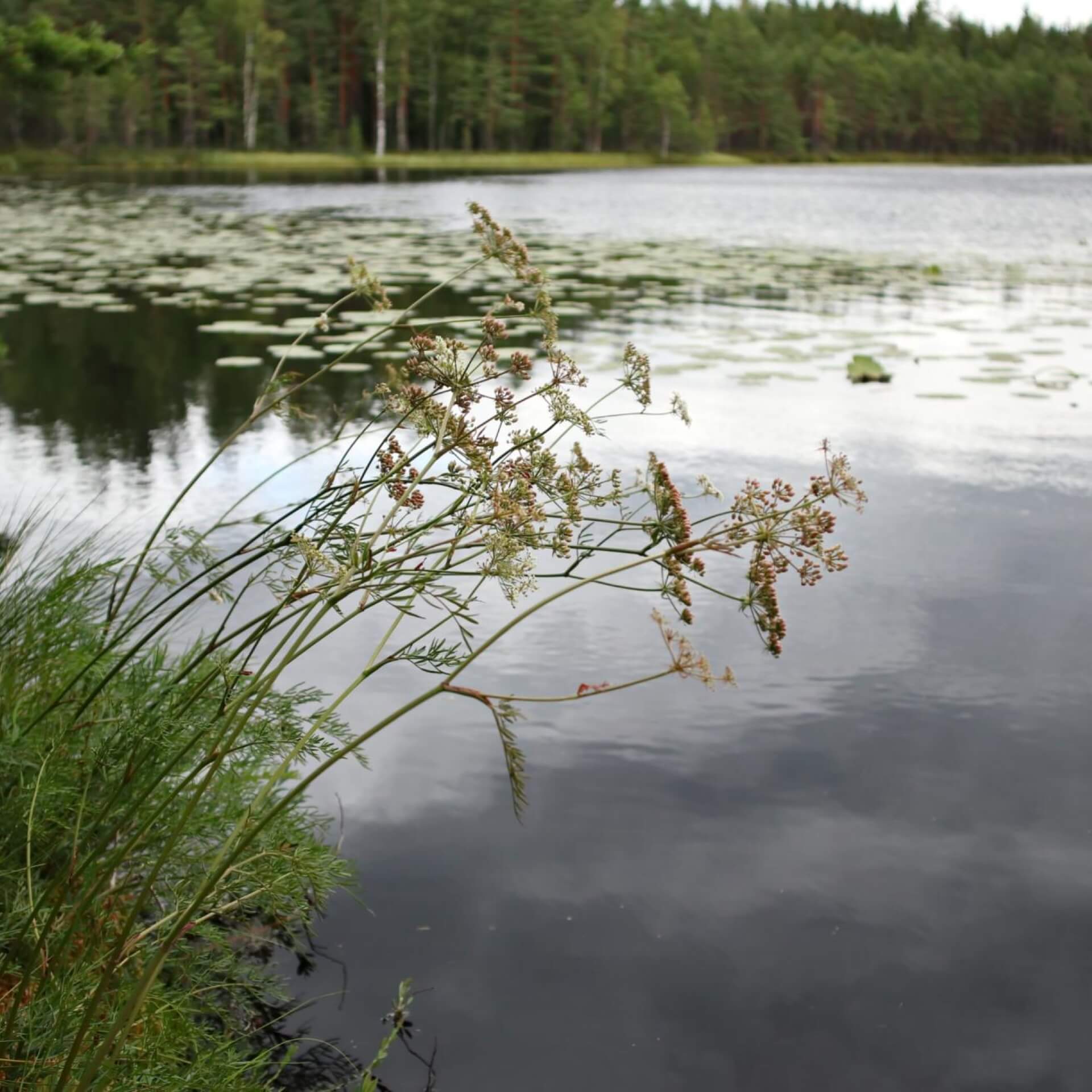 Sumpf-Haarstrang (Peucedanum palustre)