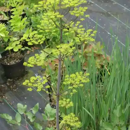 Foto von Riesen-Haarstrang (Peucedanum verticillare)