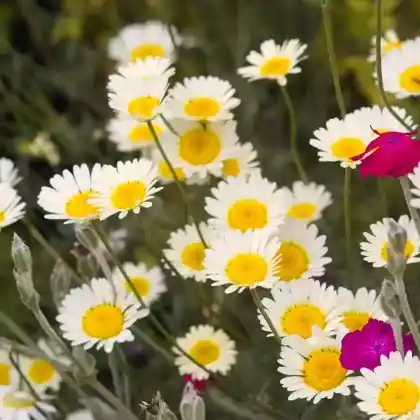 Foto von Färberkamille 'Alba' (Anthemis tinctoria 'Alba')