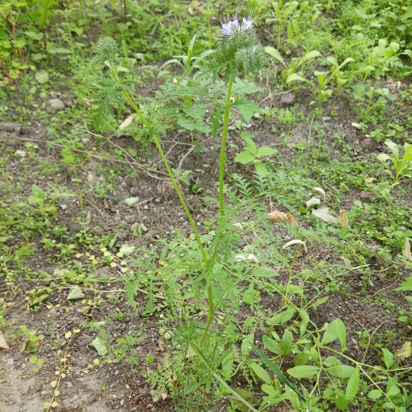 RainfarnPhazelie / Phacelia tanacetifolia