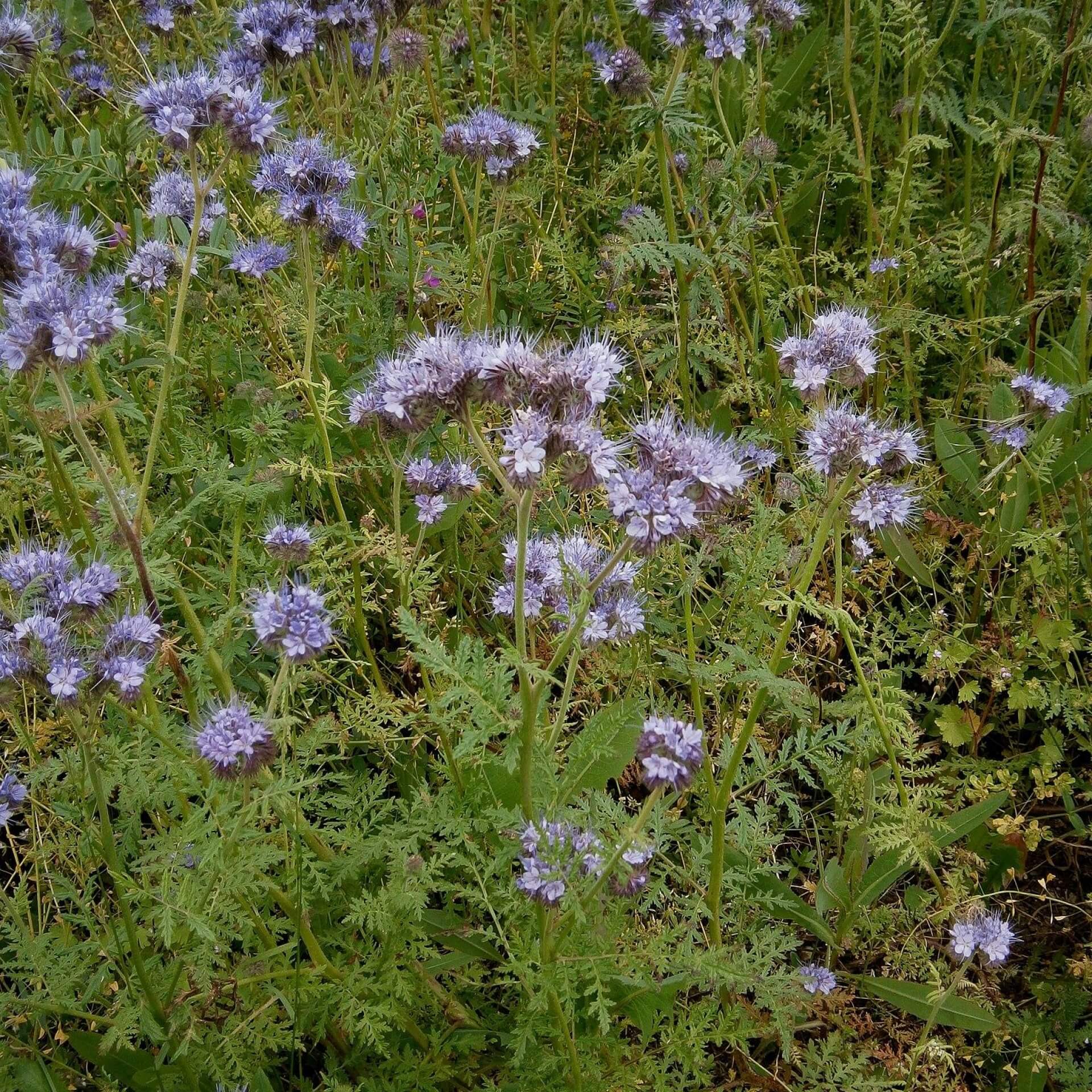 Rainfarn-Phazelie (Phacelia tanacetifolia)