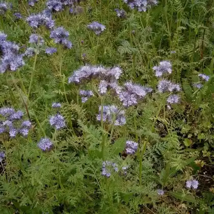 Foto von Rainfarn-Phazelie (Phacelia tanacetifolia)