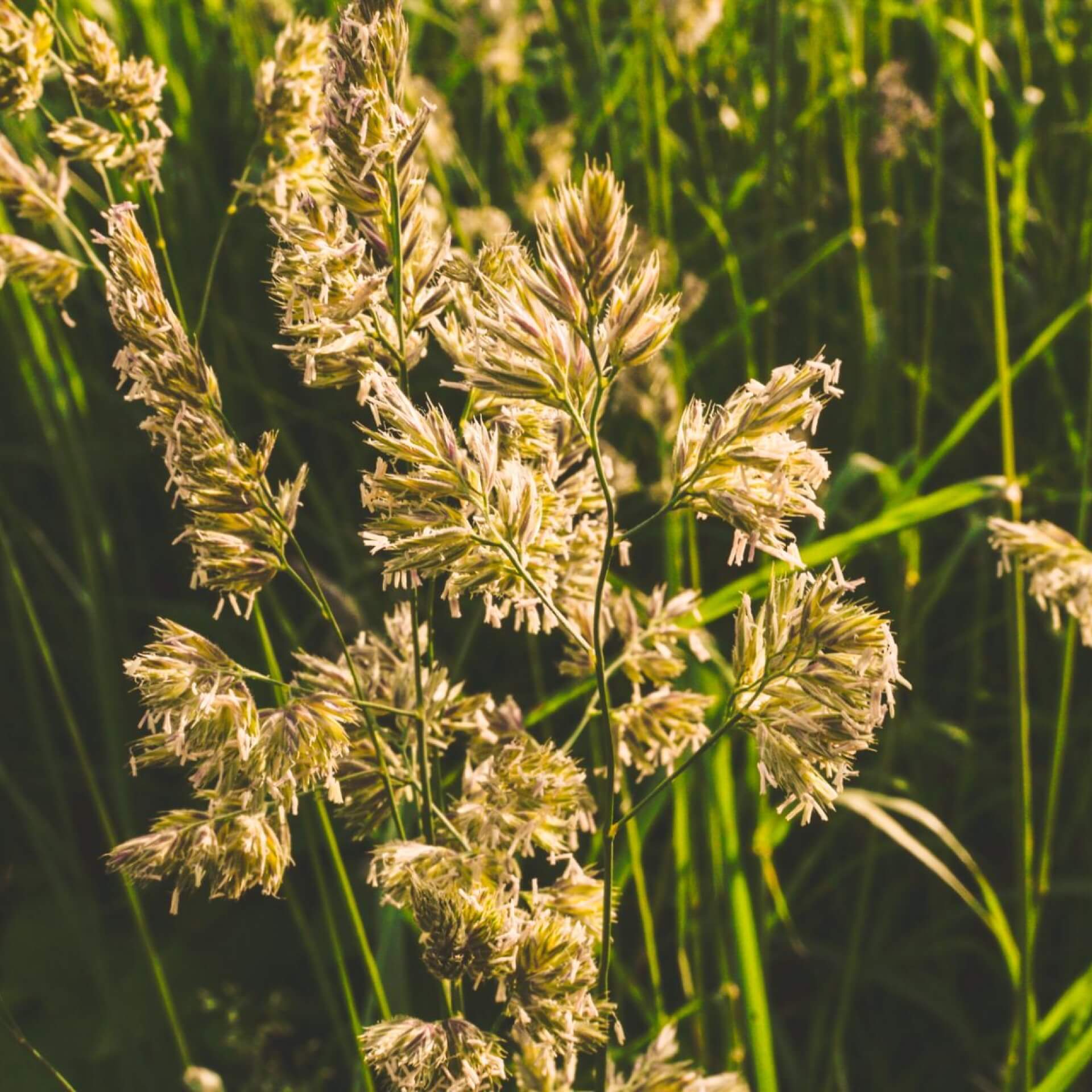 Rohr-Glanzgras (Phalaris arundinacea)