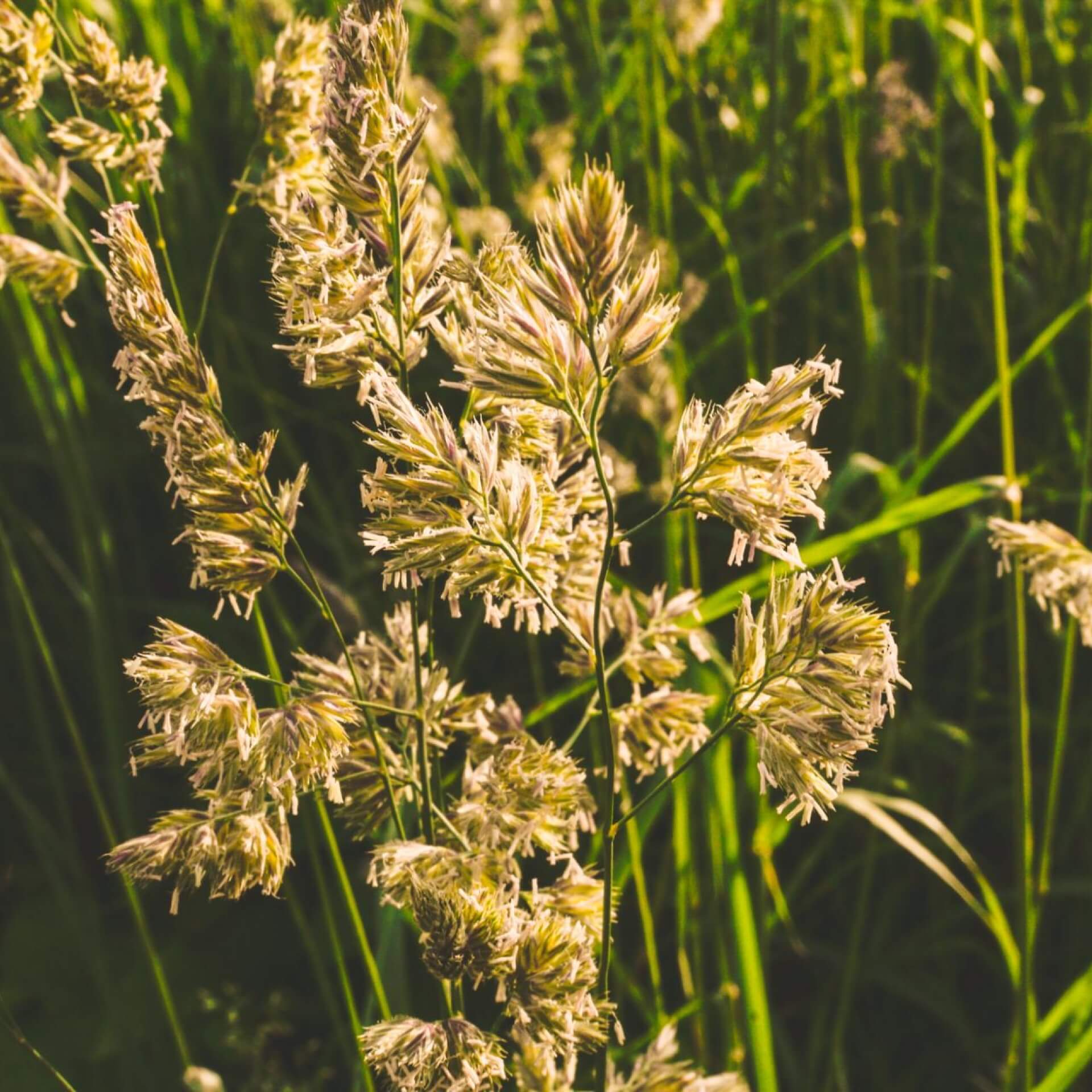 Rohr-Glanzgras (Phalaris arundinacea)