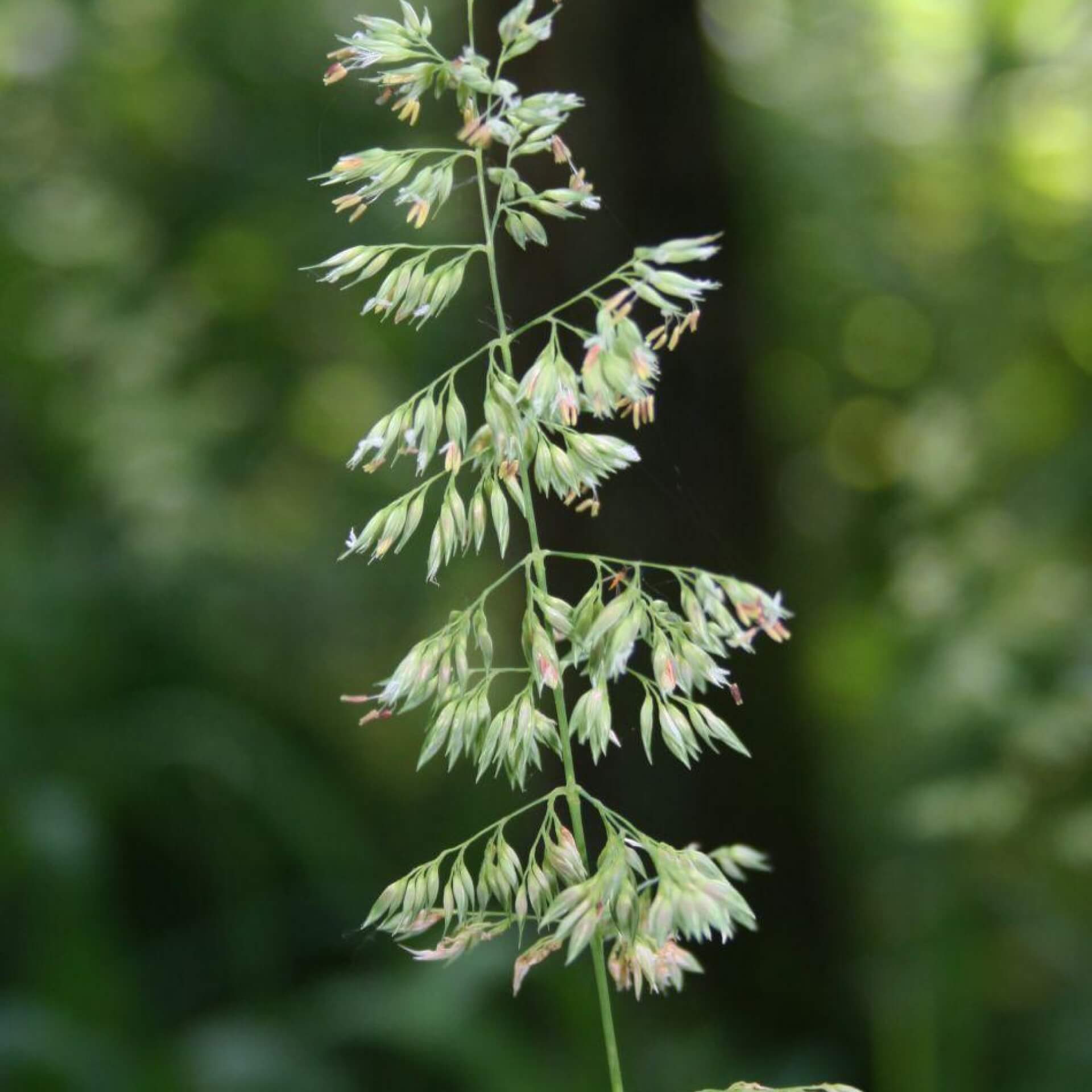 Rohr-Glanzgras (Phalaris arundinacea)