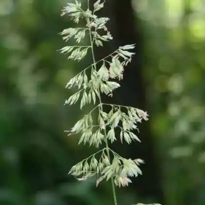 Foto von Rohr-Glanzgras (Phalaris arundinacea)