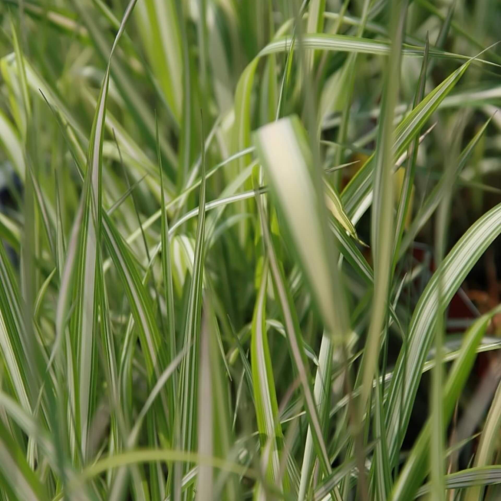 Buntes Schwaden-Gras (Phalaris arundinacea 'Feesey`s Form')