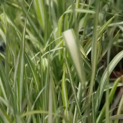 Foto von Buntes Schwaden-Gras (Phalaris arundinacea 'Feesey's Form')