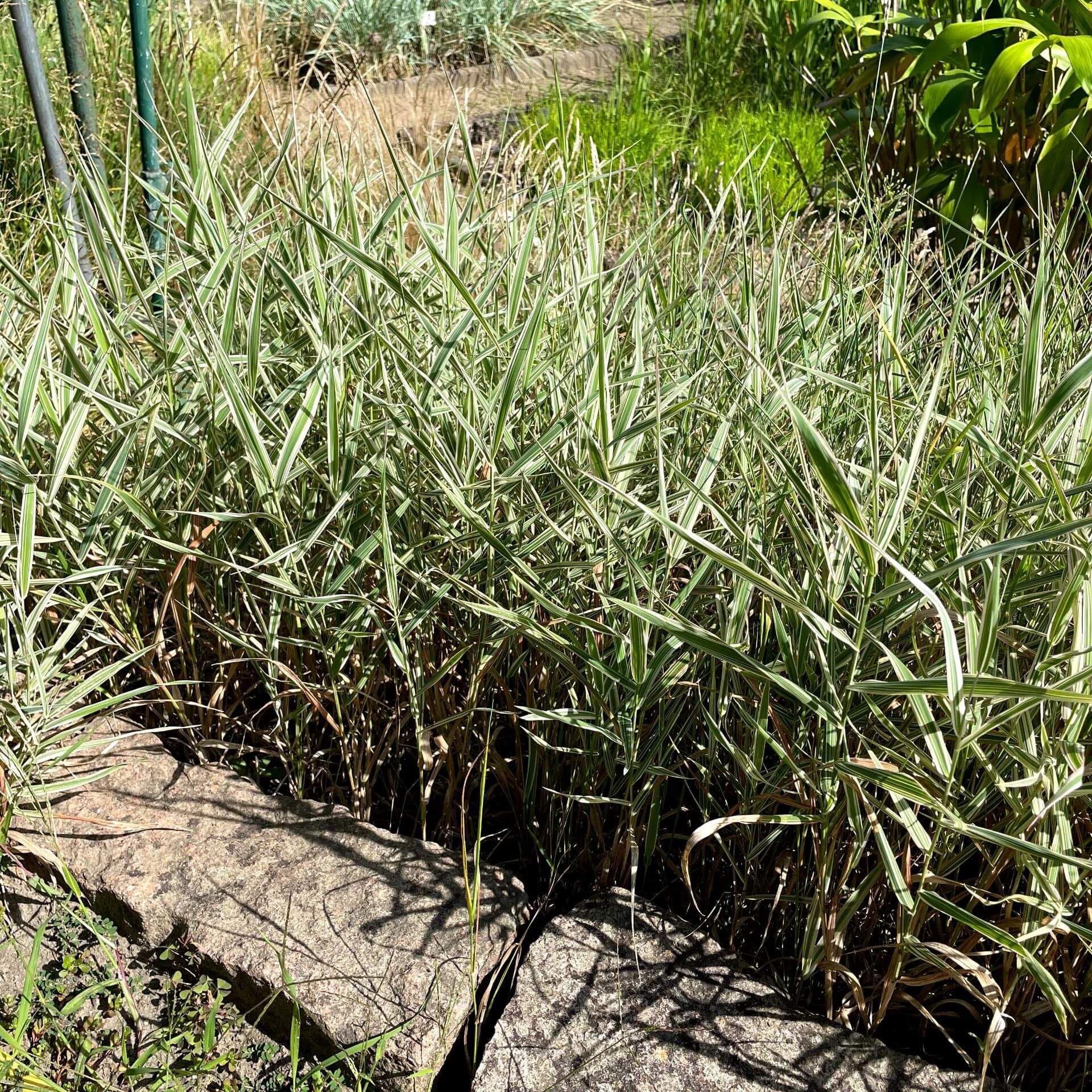  Rohr-Glanzgras 'Picta' (Phalaris arundinacea 'Picta')