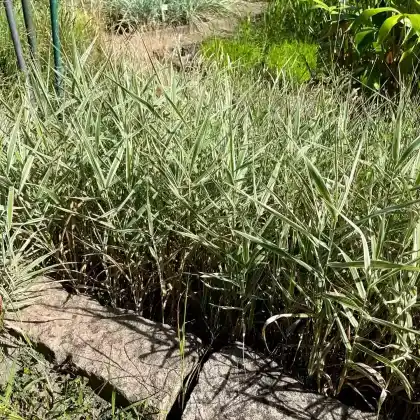 Foto von Rohr-Glanzgras 'Picta' (Phalaris arundinacea 'Picta')