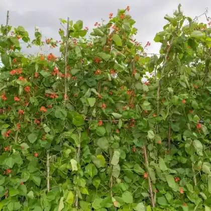 Foto von Feuerbohne (Phaseolus coccineus)