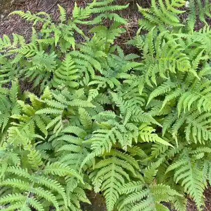 Foto von Buchenfarn (Phegopteris connectilis)