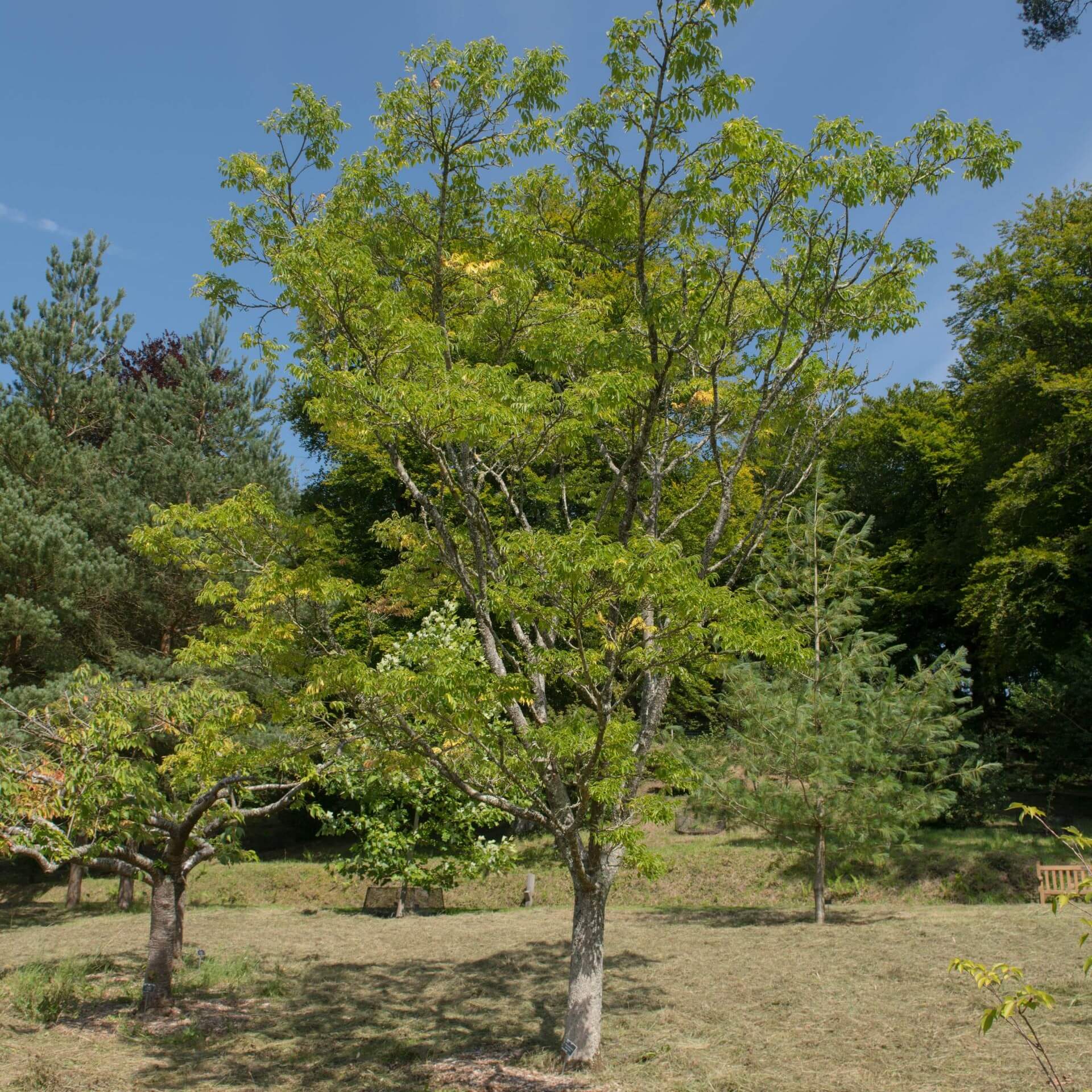 Amur-Korkbaum (Phellodendron amurense)