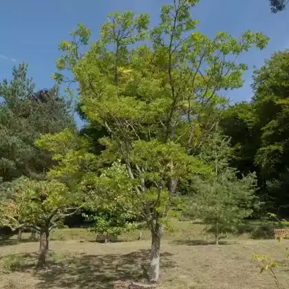 Foto von Amur-Korkbaum (Phellodendron amurense)