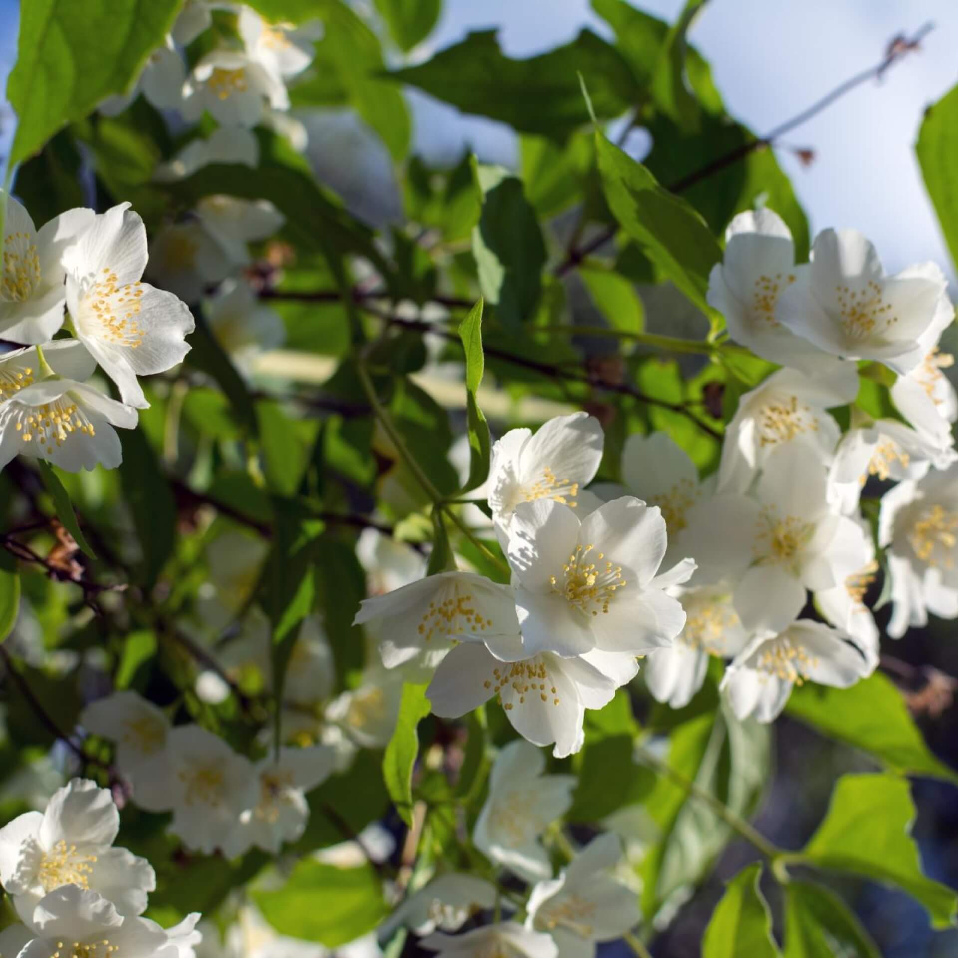 Europäischer Pfeifenstrauch (Philadelphus coronarius)