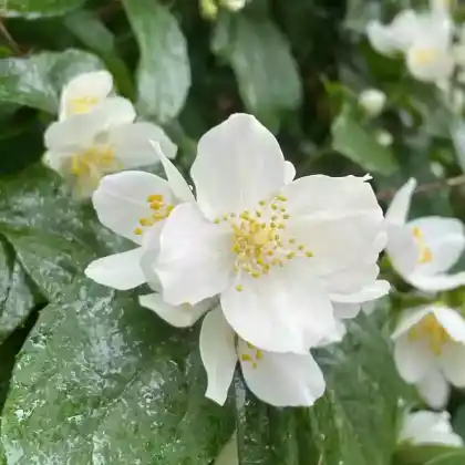 Foto von Europäischer Pfeifenstrauch (Philadelphus coronarius)