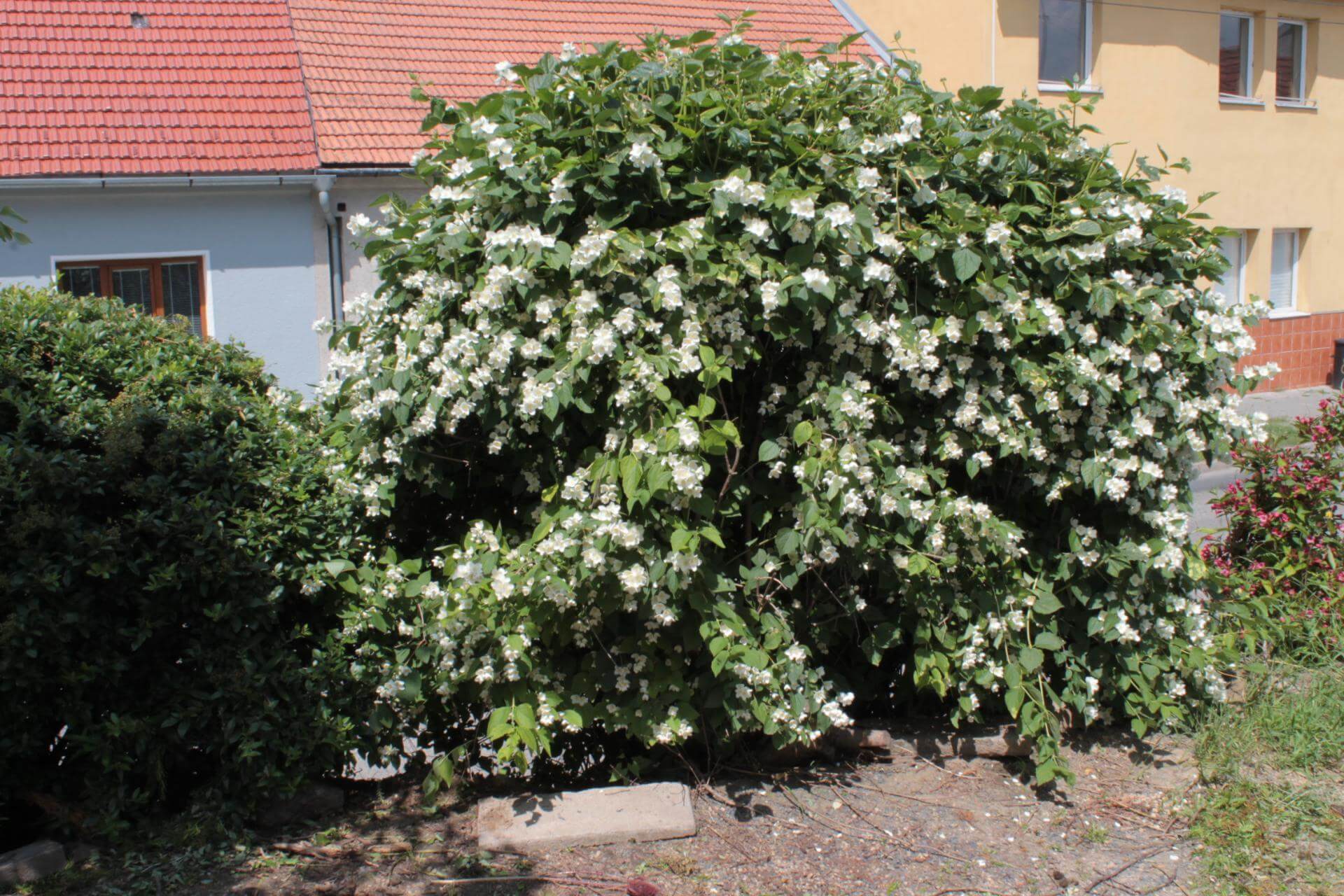 Europäischer Pfeifenstrauch Expertenwissen für Garten & Balkon