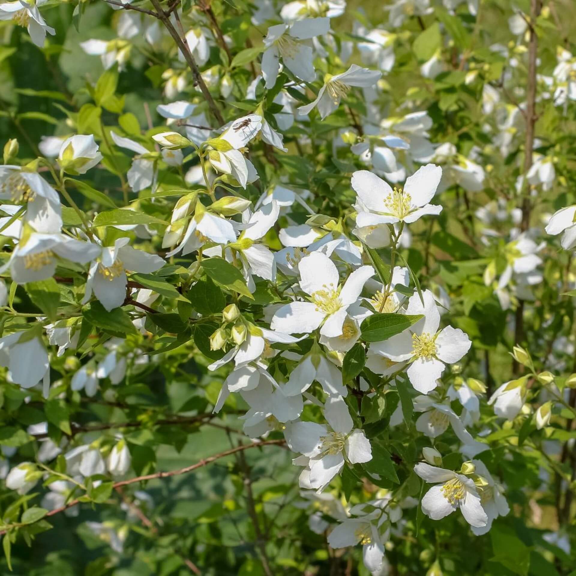 Pfeifenstrauch 'Erectus' (Philadelphus 'Erectus')