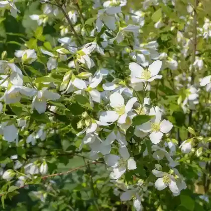 Foto von Pfeifenstrauch 'Erectus' (Philadelphus 'Erectus')