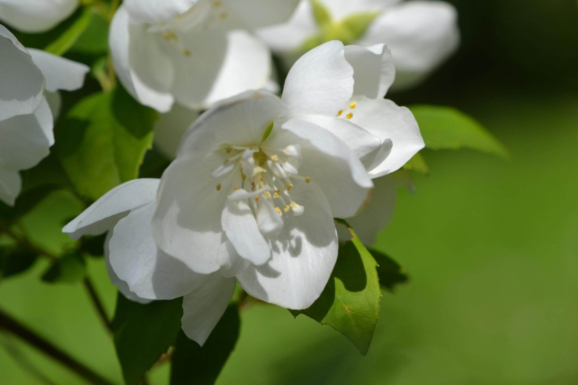 Pfeifenstrauch / Philadelphus x virginalis