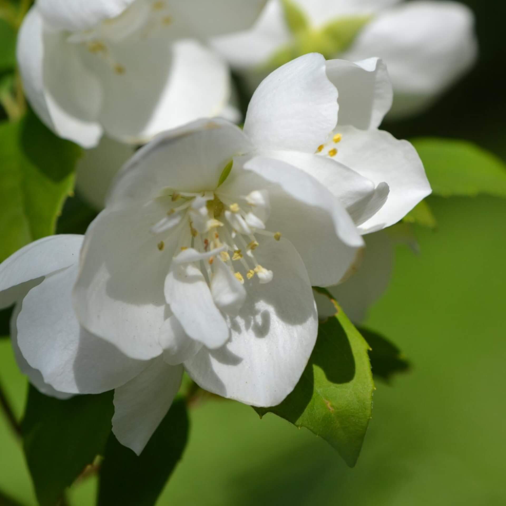 Pfeifenstrauch (Philadelphus x virginalis)