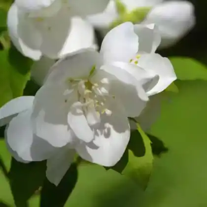 Foto von Pfeifenstrauch (Philadelphus x virginalis)