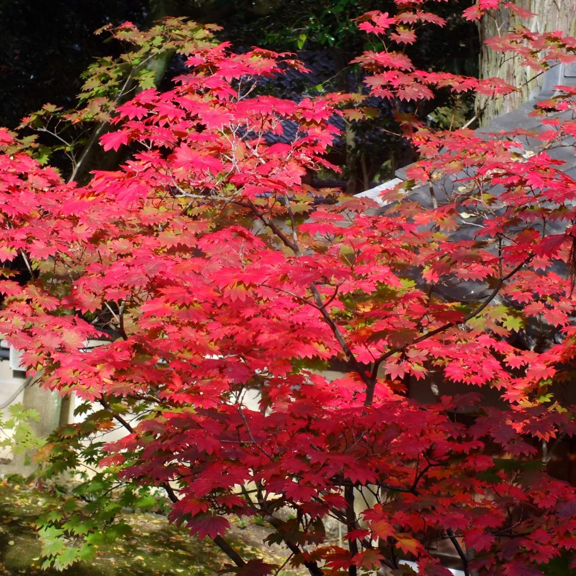 Japanischer Ahorn (Acer japonicum)