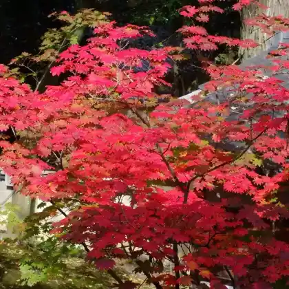Foto von Japanischer Ahorn (Acer japonicum)