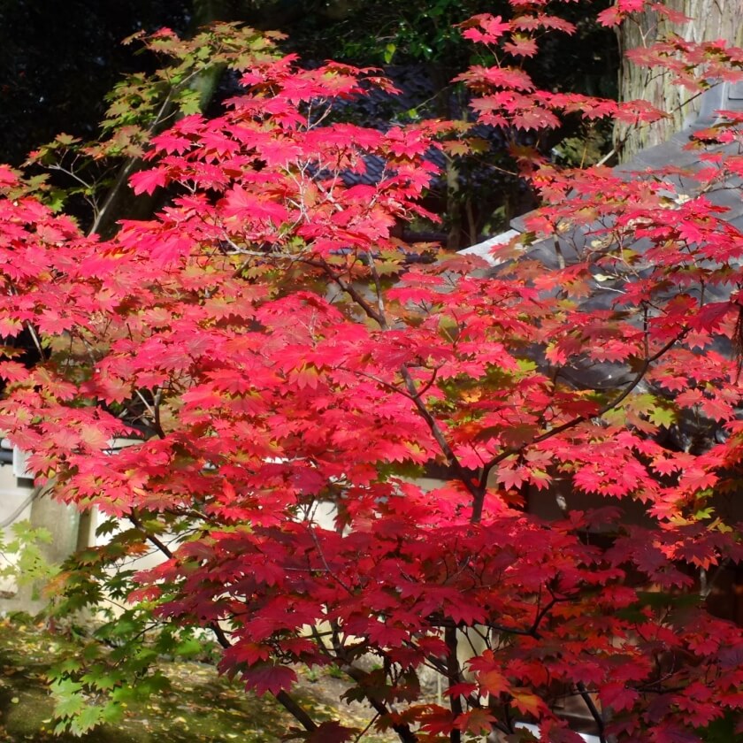 Japanischer Ahorn / Acer japonicum