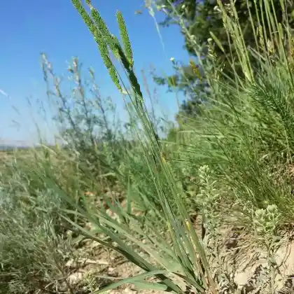 Foto von Steppen-Lieschgras (Phleum phleoides)