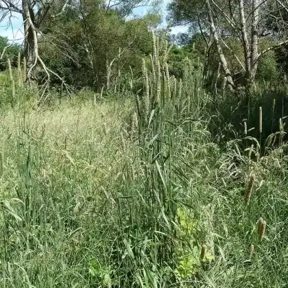 Foto von Wiesen-Lieschgras (Phleum pratense)