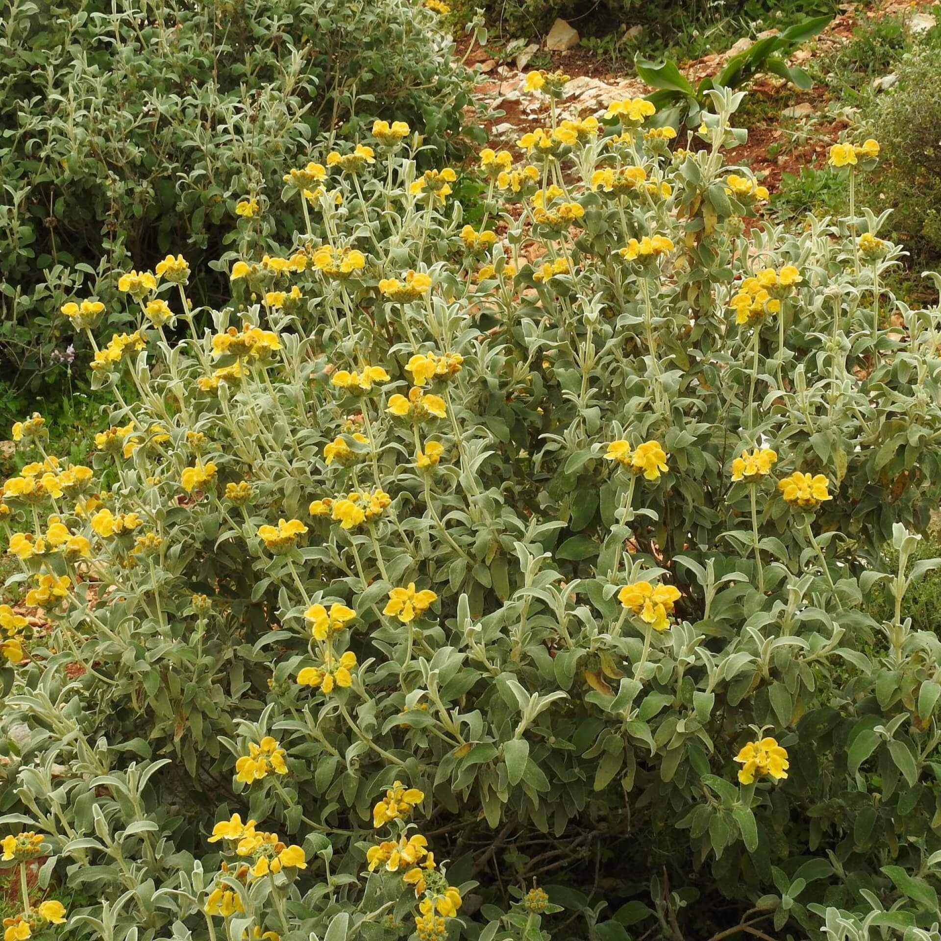 Strauchiges Brandkraut (Phlomis fruticosa)