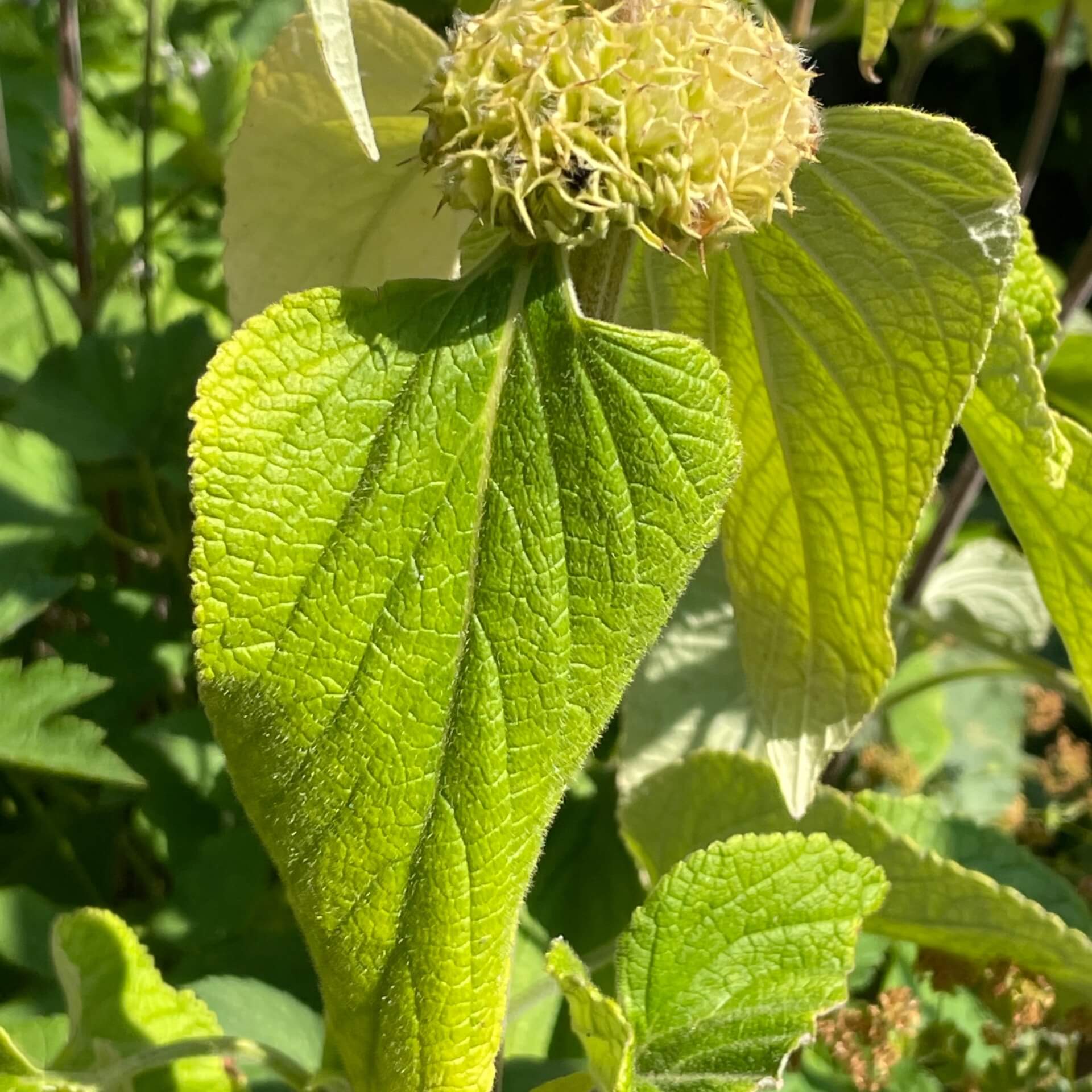 Russel-Brandkraut (Phlomis russeliana)