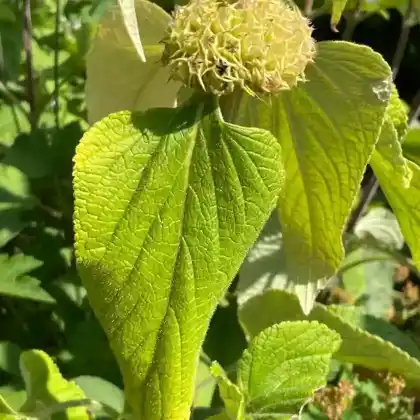 Foto von Russel-Brandkraut (Phlomis russeliana)