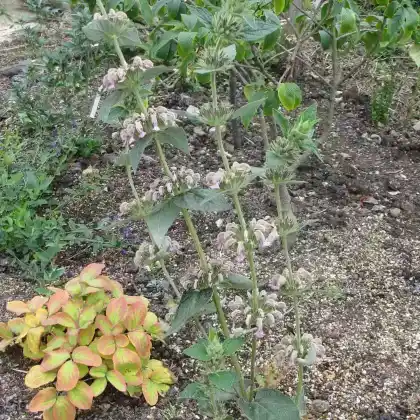 Foto von Griechisches Brandkraut (Phlomis samia)