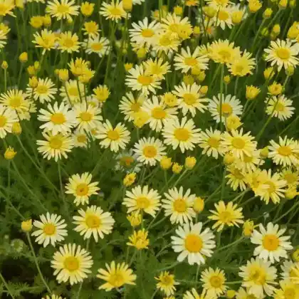 Foto von Färberkamille 'E.C. Buxton' (Anthemis tinctoria 'E.C. Buxton')