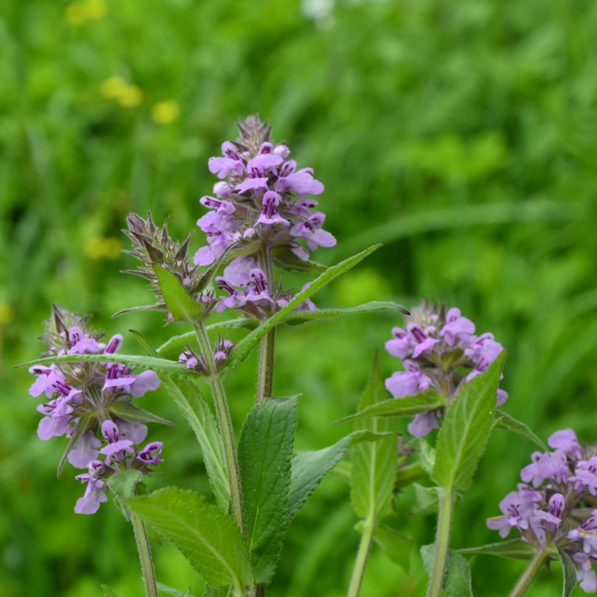 Knollen-Brandkraut (Phlomis tuberosa)