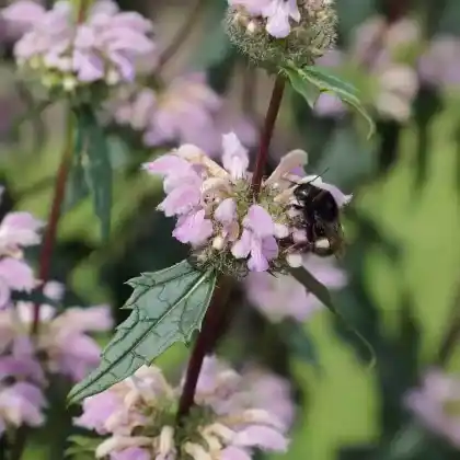 Foto von Knollen-Brandkraut (Phlomis tuberosa)