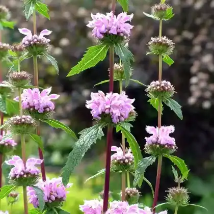 Foto von Knollen-Brandkraut 'Amazone' (Phlomis tuberosa 'Amazone')