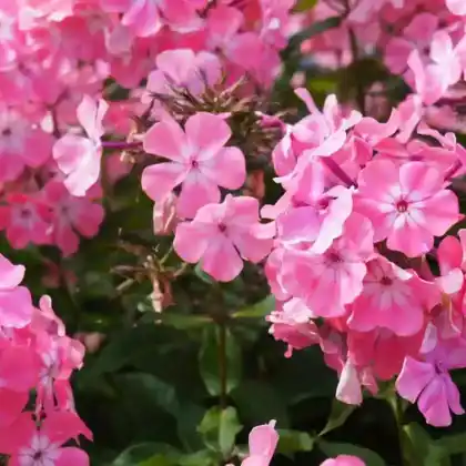 Foto von Großblättriger Phlox (Phlox amplifolia)